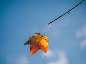 leaf-1031286_1280